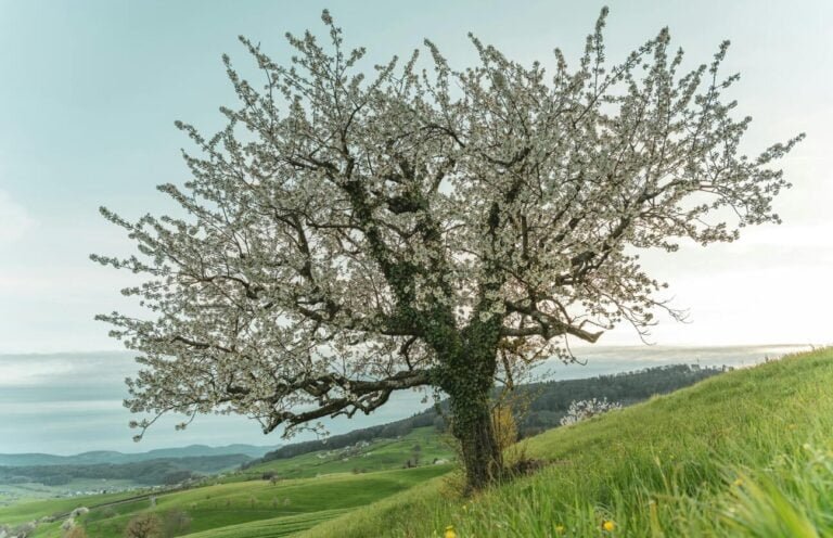 Los Beneficios del Marketing de Contenidos Evergreen